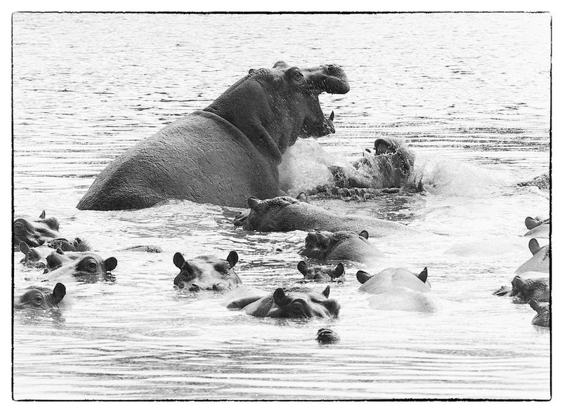 Hippo Males In Combat version 2 -BW version.jpg :: Hippo males in combat in Namibia.
