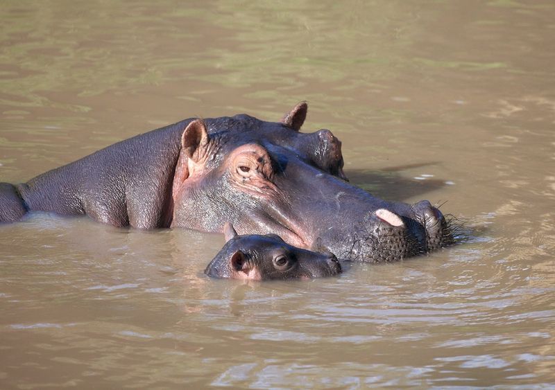 Hippo Mother and Baby In Water.jpg :: Hippo and young in water in Masai Mara, Kenya.