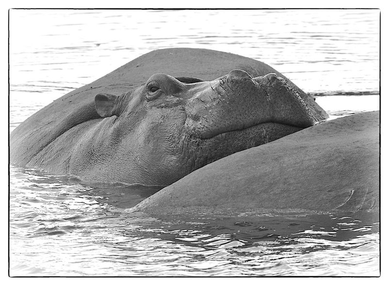 Hippo Smile.jpg :: Hippo male resting in water.