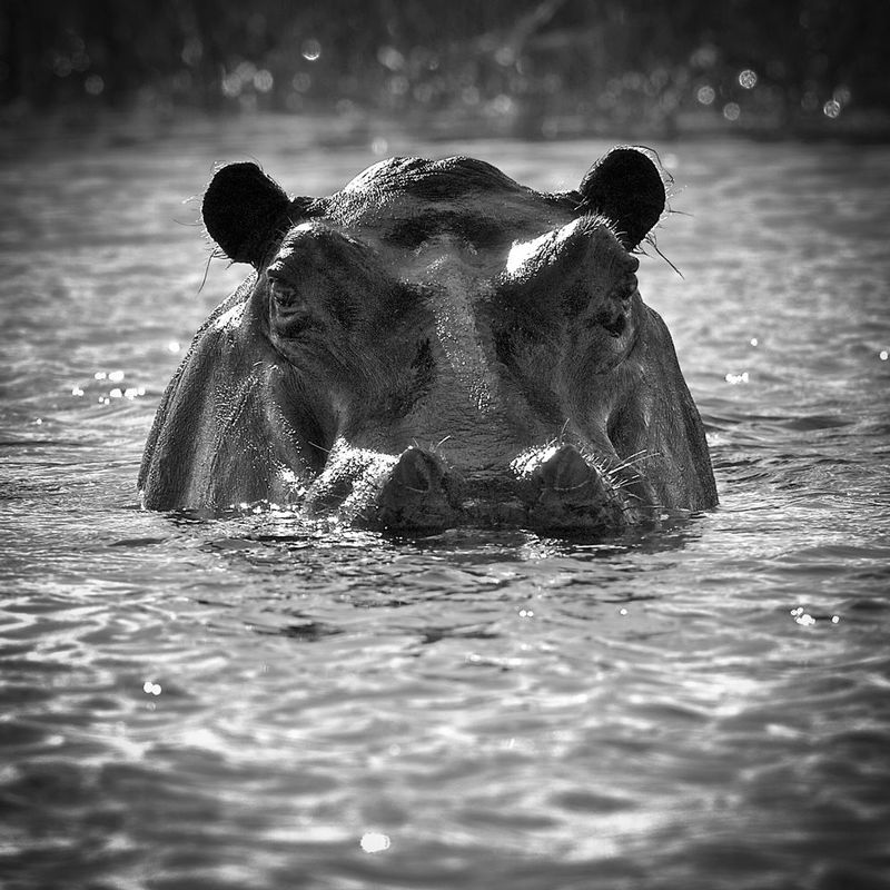 Hippo Stare -BW version.jpg :: Hippo giving a warning look,hippo face,hippo in water
