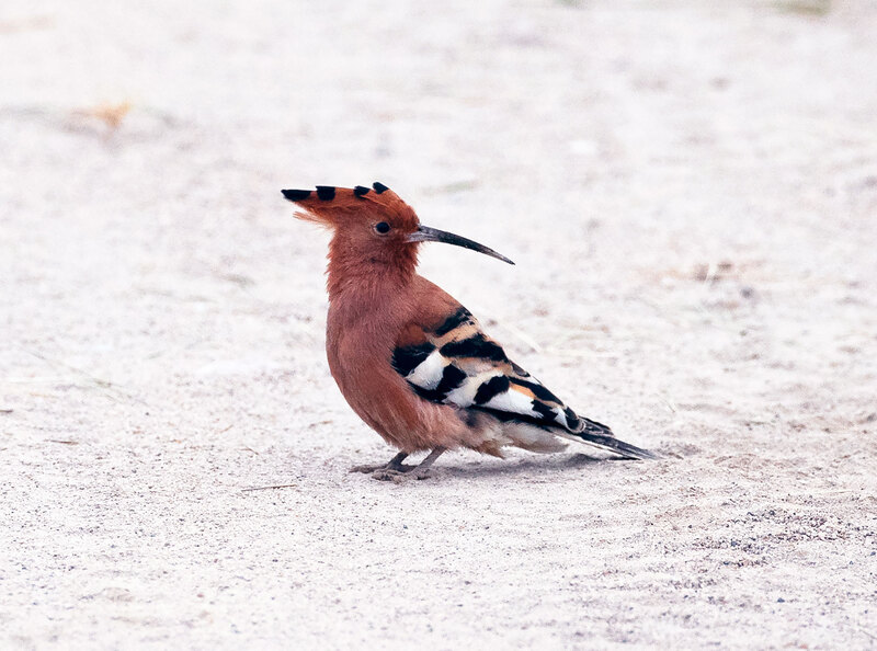 Hoopoe-bird AQ9I9151.jpg :: African hoopoe bird walking on ground