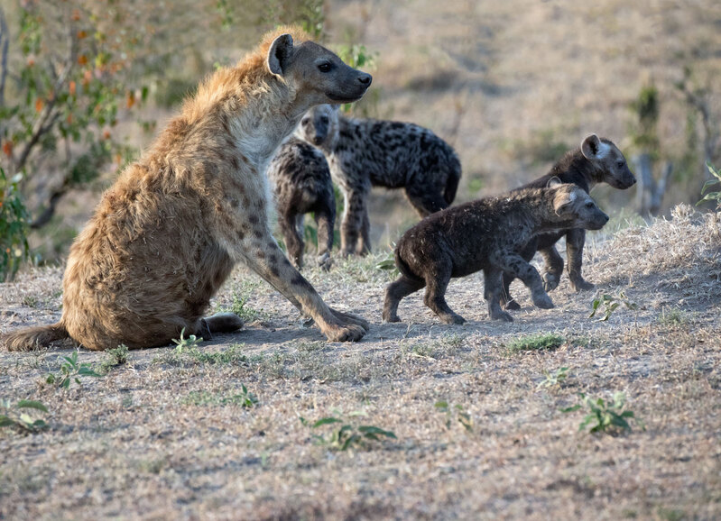 Hyena Pups and Mom.jpg :: Hyena mother at den with pups