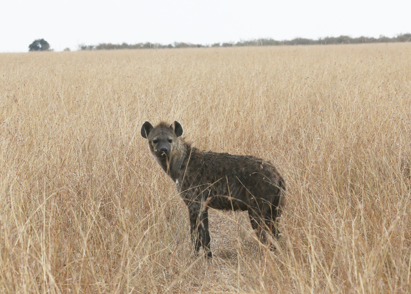 Hyena on Savannah.jpg :: Hyena starting a hunt