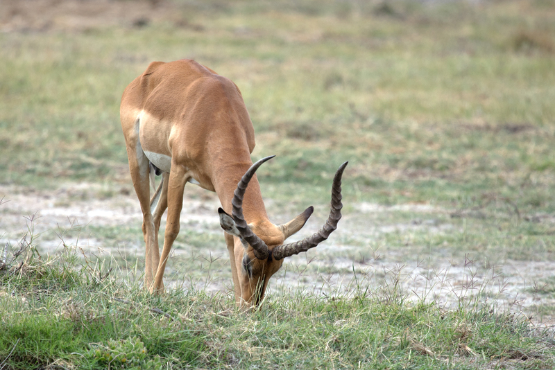 Impala Male 5L2A6953.jpg :: Impala male grazing in Amboseli