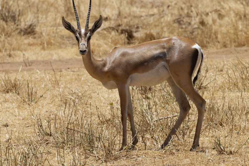 Impala Male CN4F2137.jpg :: Male impala 