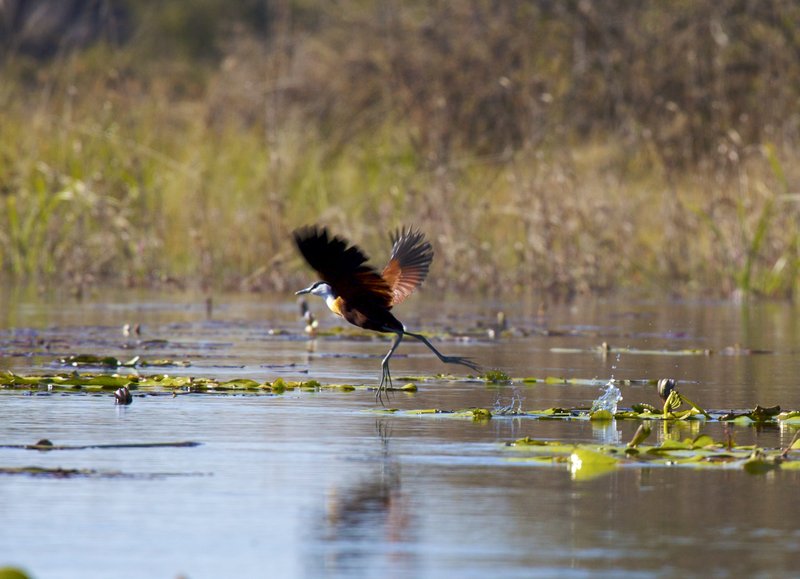 Jacana Bird In The Delta.jpg :: Jacana Bird taking flight in Okavango Delta Botswana