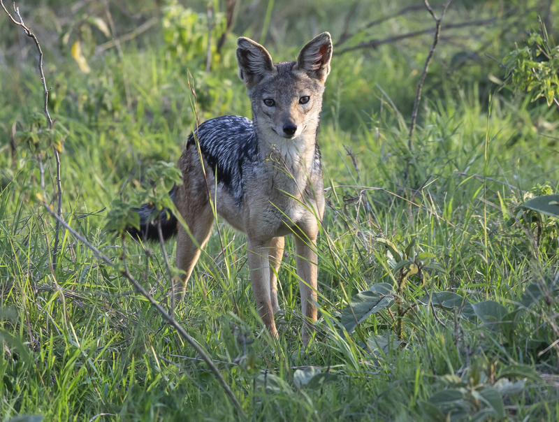 Jackal in Grass scenery.jpg :: Jackal walking in grass 