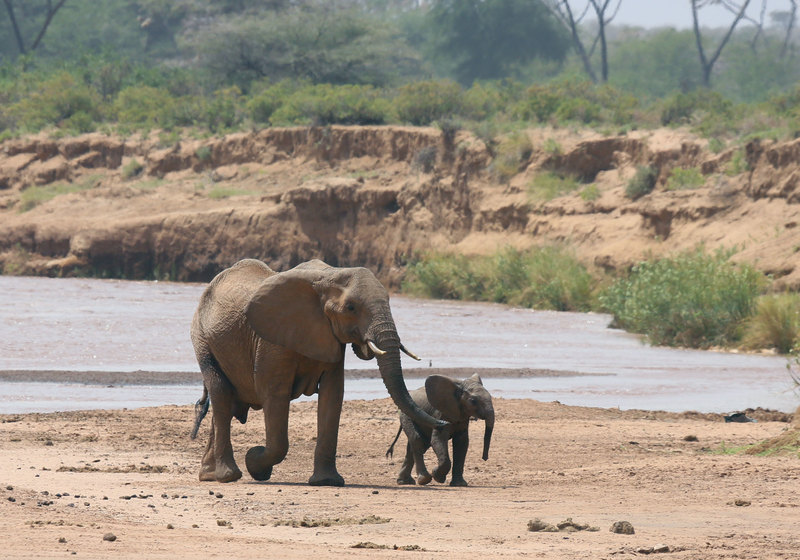 Juniors First Trip to The River.jpg :: Elephant mother is walking with her young after visiting the river bank for the first time following a long drought.