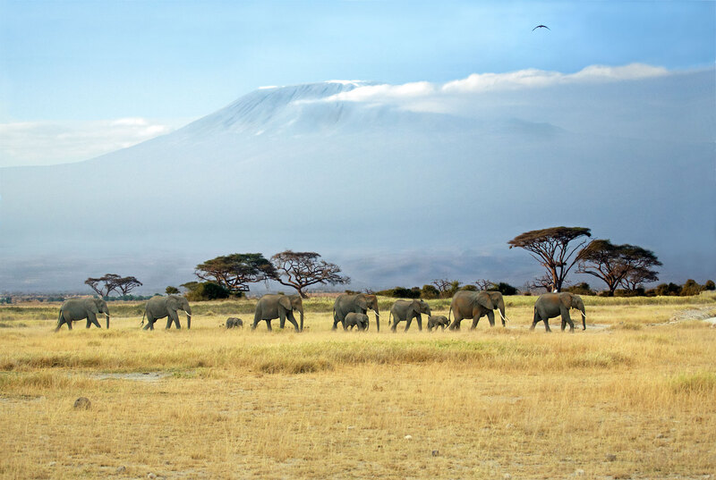 Kilimanjaro and Elephants (color).jpg :: A herd of elephants is making its way across the grass land of Amboseli with Mt. Kilimanjaro in the distance.
