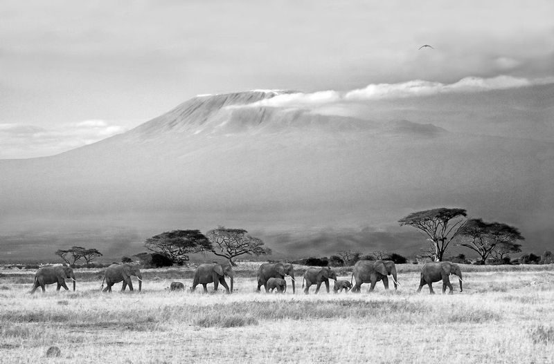 Kilimanjaro with Elephants in Foreground.jpg :: Elephants walking in Amboselii with Mt. Kilimanjaro in background
