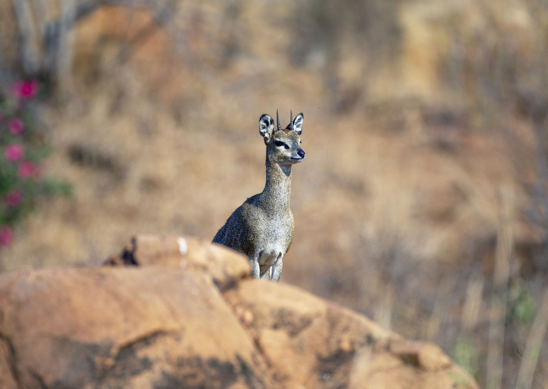 Klipspringer  On Rock CN4F3610.jpg :: Klipspringer on rocks of Tsavo West