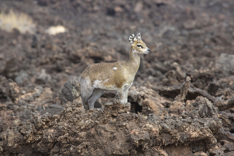 Klipspringer On Lava Rock164A4546.jpg :: A Klipspringer on lava rock in West Tsavo