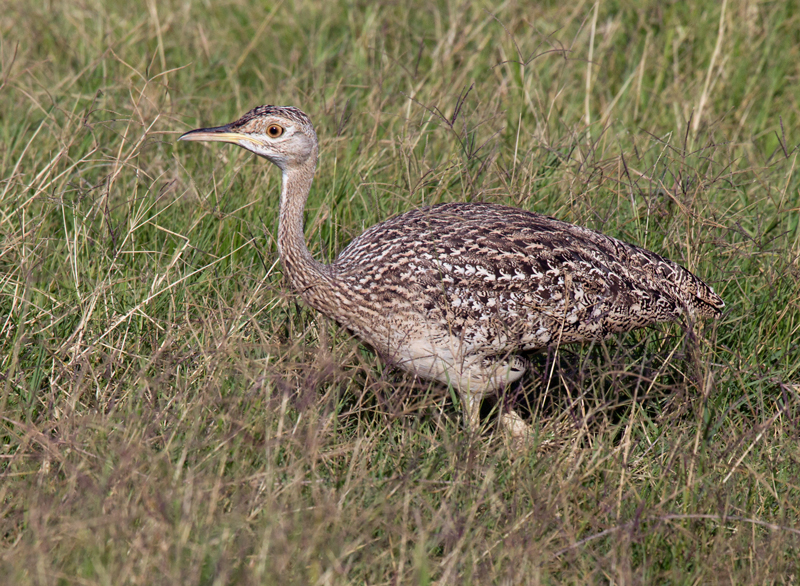 Kori bustard-young.jpg :: Young Kori Bustard