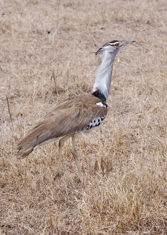 Kori-Bustard-ZO7L1196.jpg :: Kori Bustard