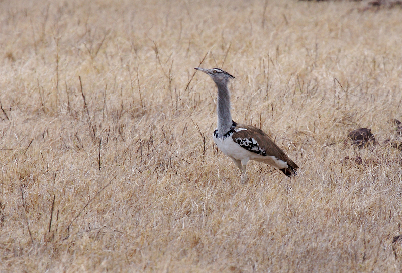 Kori-Bustard-ZO7L1199.jpg :: Kori bustard
