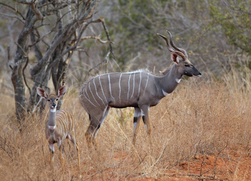 Kudu Mother and Young CN4F3619(1).jpg :: Kudu female with young