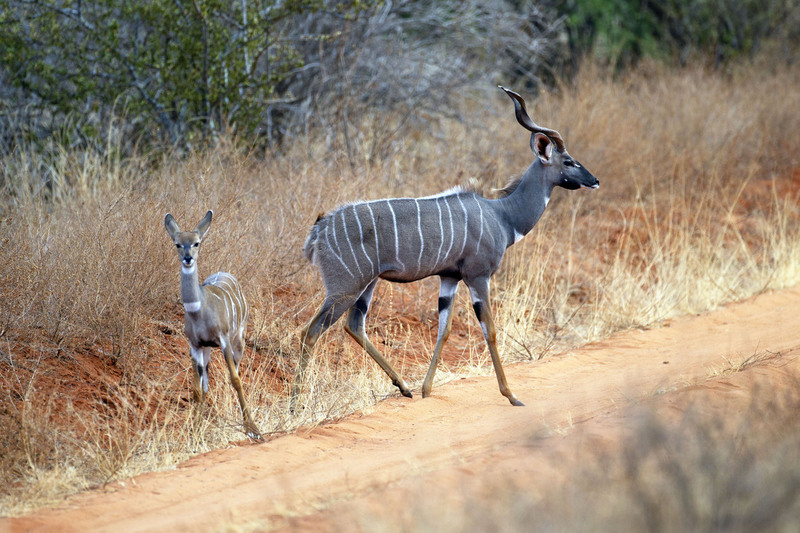 Kudu and Young CN4F3622.jpg :: Kudu mother and young Tsavo West