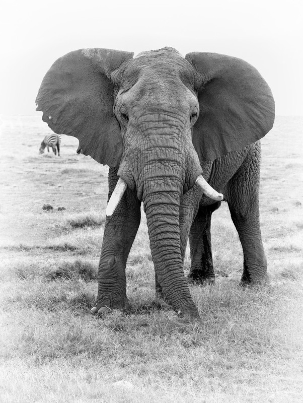 Large Male Exhibiting A Warning- Amboseli BW CN4F3961.jpg :: Large Male with ears out to exhibit a warning in Amboseli plains