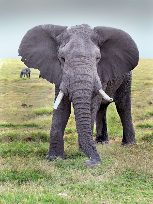Large Male Exhibiting A Warning- Amboseli CN4F3961.jpg :: Large Male with ears out to exhibit a warning 