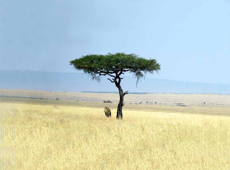 Large Male Lion Resting In Shade.jpg :: Lion is resting in shade of acacia tree during heat of the day.