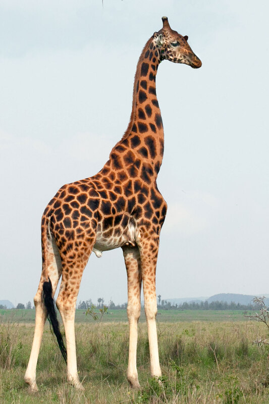 Large Rothchild 164A2574.jpg :: Large male Rothschild giraffe. Rothschild giraffes are the tallest of all the giraffe species. 