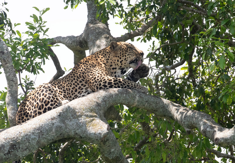 Leopard Cleaning Feet cropped version.jpg :: A large leopard resting on branch while grooming.