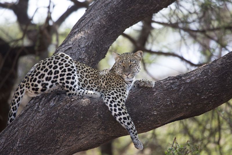Leopard Female Flaunting Her Style.jpg :: Leopard On Branch In Samburu
