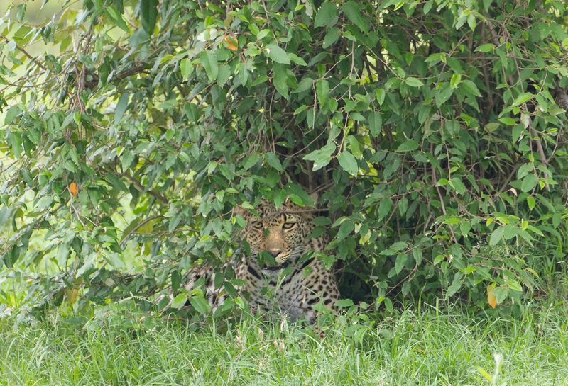 Leopard Hiding In Bush.jpg :: Leopard is hidden in bush.