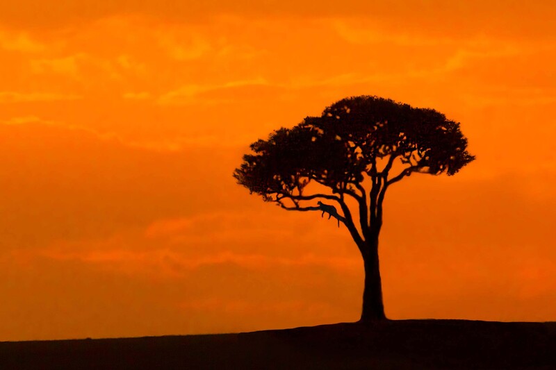 Leopard In Tree Oberving A Developing Sunset c.jpg :: Leopard In Tree Oberving A Developing Sunset