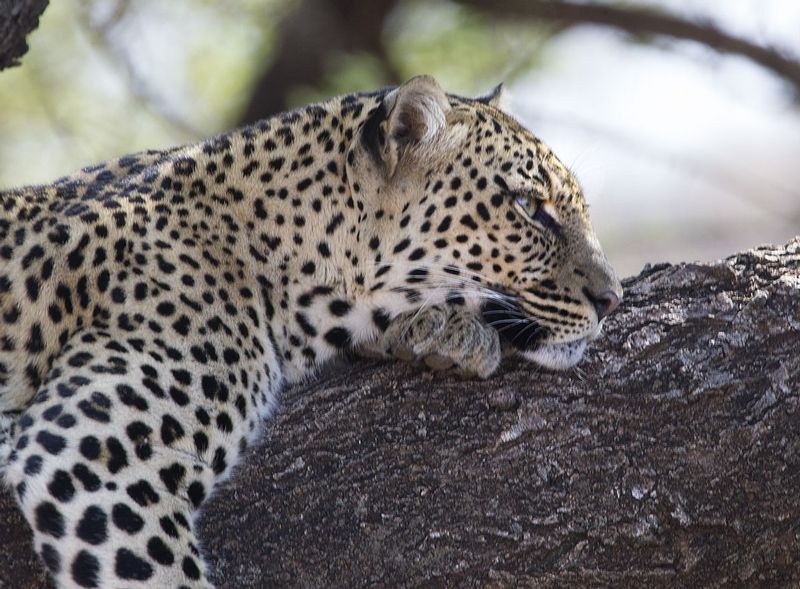Leopard Lost In Thought.jpg :: Leopard resting on branch is appears to be lost in thought.