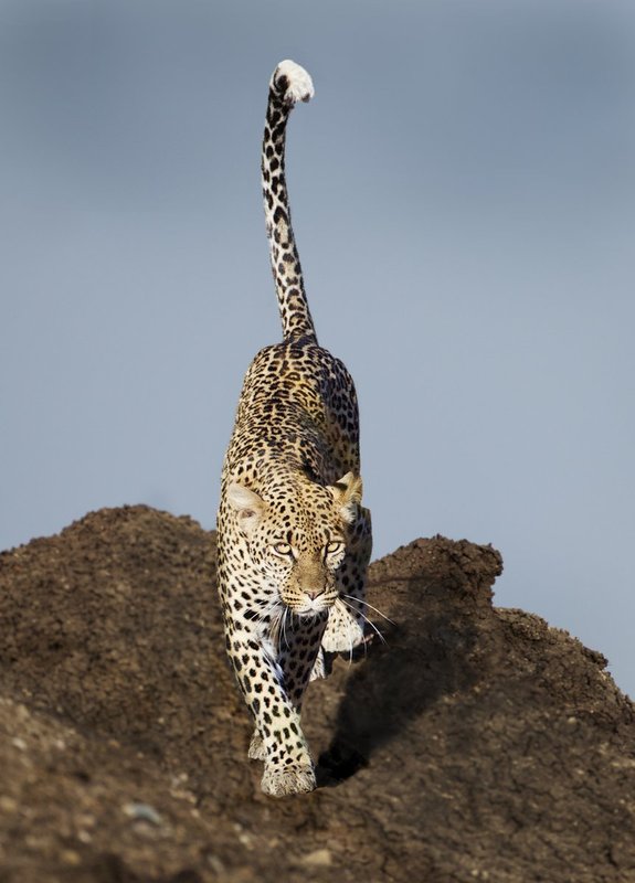 Leopard On Rock-CN4F1926.jpg :: Leopard male walking over lava rock in Tsavo Kenya
