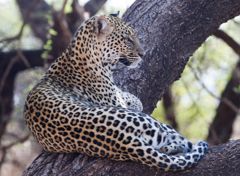 Leopard Resting Comfortably CN4F0368.jpg :: Leopard Resting Comfortably On Large Branch
