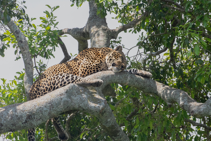 Leopard Sleeping On Branch.jpg :: Leopard is resting during the heat of the day.