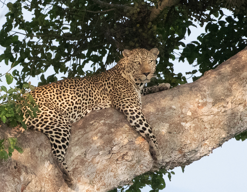 Leopard Straddling A Large Limb AQ9I1371.jpg :: Leopard straddling large limb