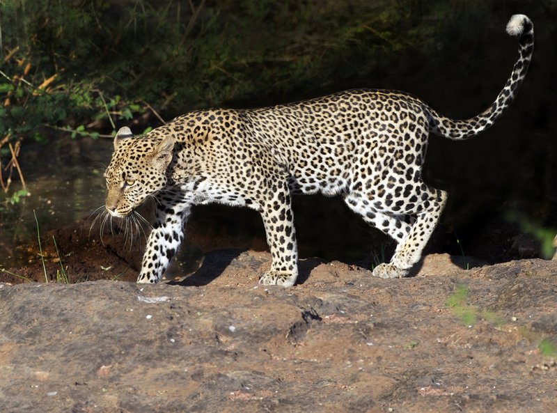 Leopard on Rocky River Edge.jpg :: Leopard on Rocky River's Edge