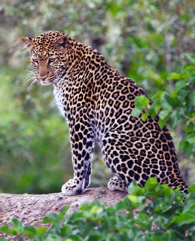 Leopard portrait Masai Mara.jpg :: Same leopard from first photo now with 500mm lens