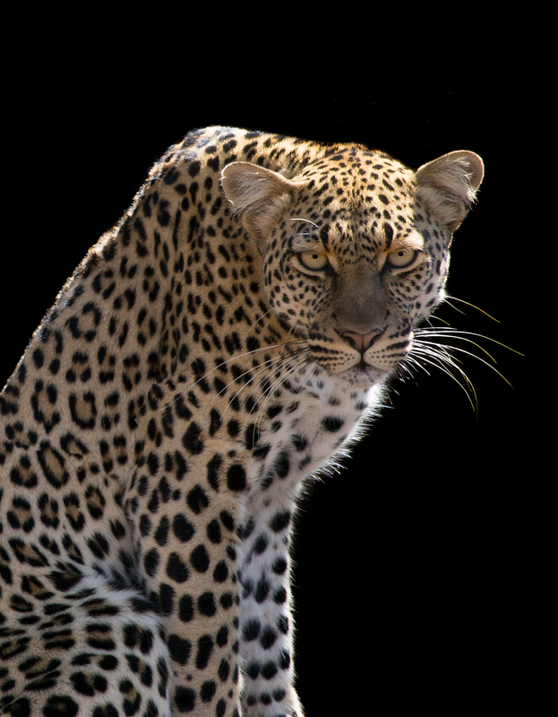 Leopard-Eyes.jpg :: Leopard Eyes!