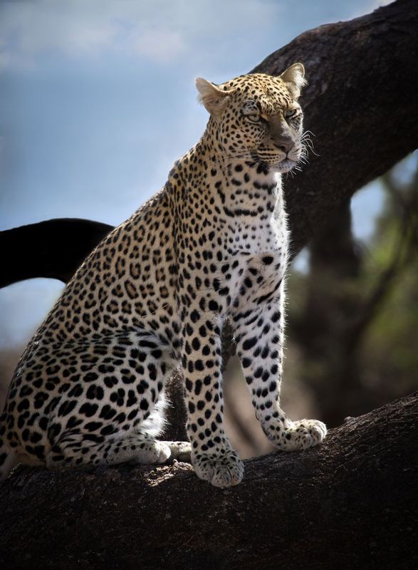 Leopard-On-Branch-in-Sun.jpg :: Leopard is sitting up on tree limb