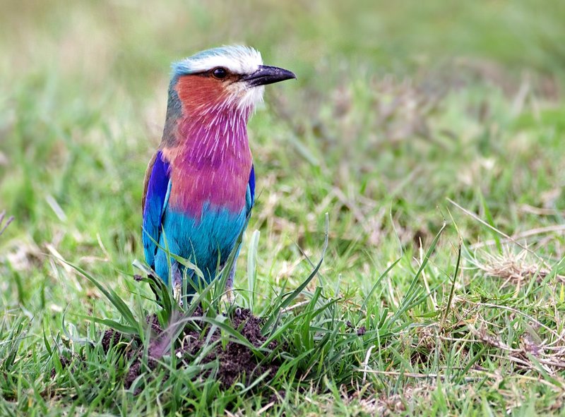 Lilac Breasted Roller-069.jpg :: lilac breasted roller sitting on small ant mound