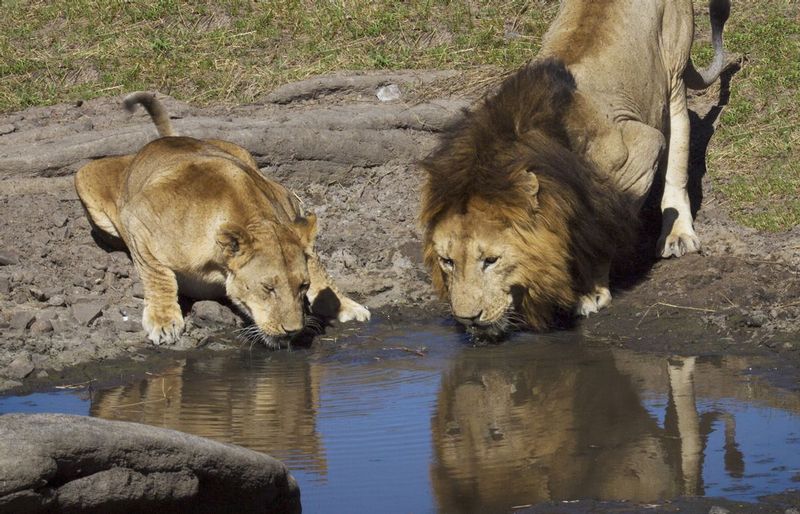 Lion And Lioness Drinking.jpg :: Lion and Lioness pausing for a drink
