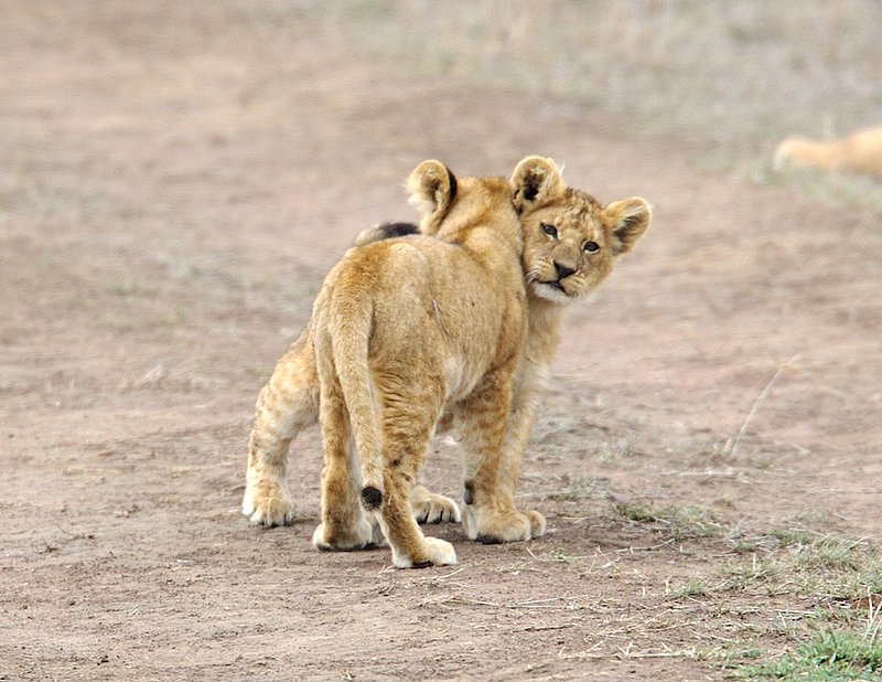 Lion Cubs At Play version 1.jpg :: Lion cubs at play in the Serengeti of Tanzania.