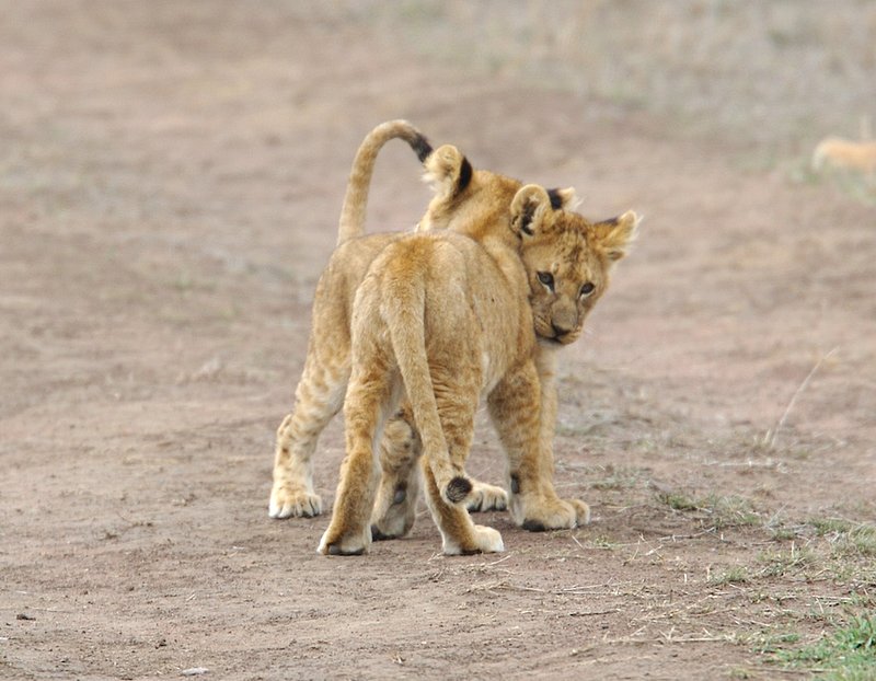 Lion Cubs At Play version 2.jpg :: Lion cubs at play in the Serengeti of Tanzania.