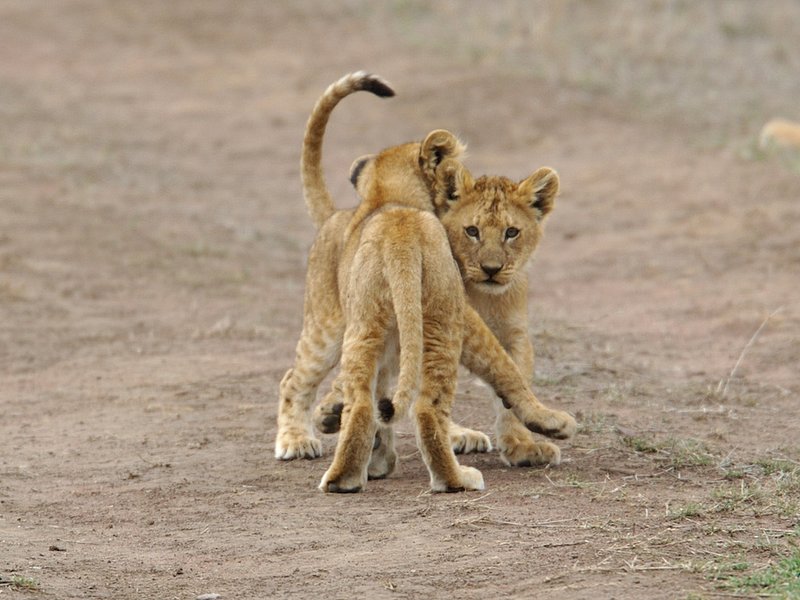 Lion Cubs At Play version 3.jpg :: Young lioness cubs at play in the Serengeti of Tanzania.