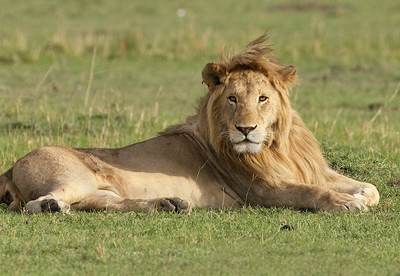 Lion King Of Masai Mara.jpg :: \