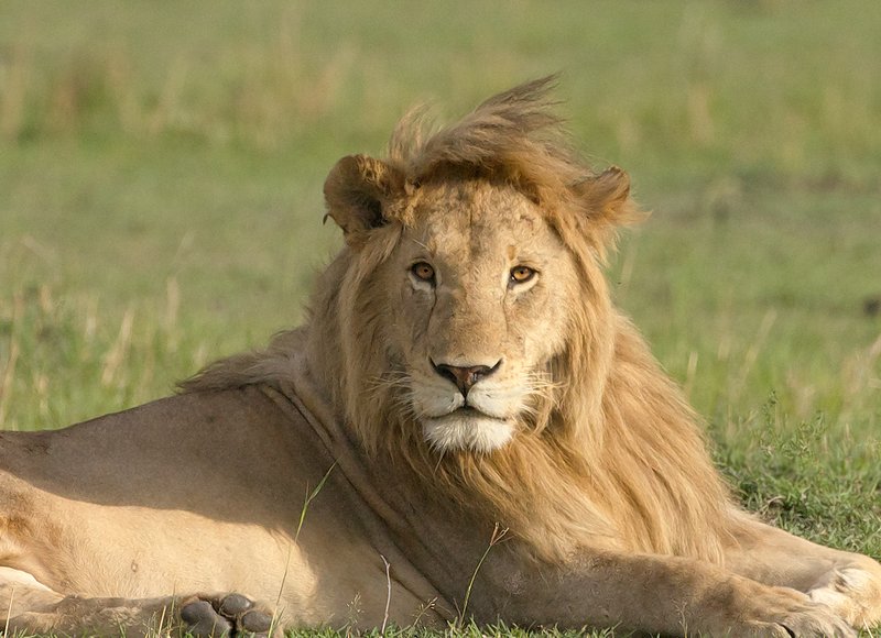 Lion King of the Masai Mara Close Up.jpg :: The 'Lion King' sits on the grassy savannah of the Masai Mara