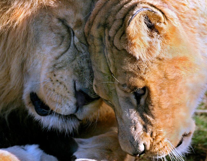 Lion Love color version.jpg :: Lions demonstrating affection by bumping heads.
