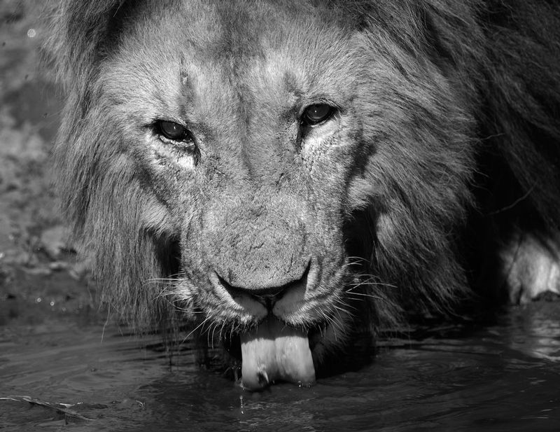Lion Male Drinking BW version.jpg :: Large lion make is drinking from stream in the Masai Mara