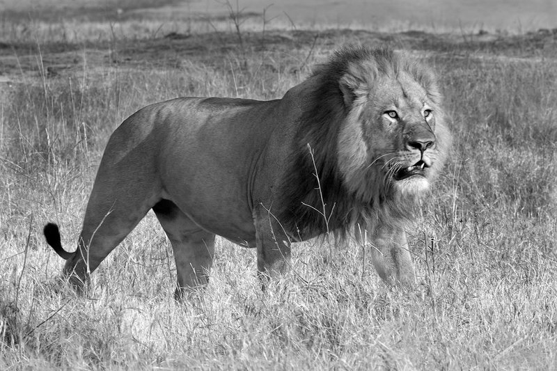 Lion Male On Zimbabwe Plains-BW version.jpg :: Cecil the large male in Zimbabwe walks close by my jeep.