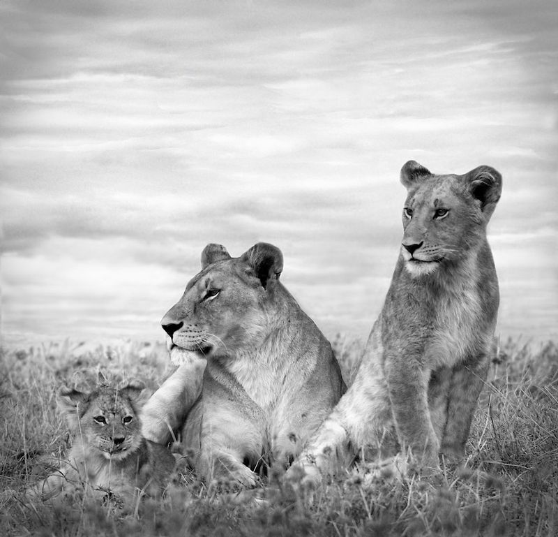 Lion Pride In Serengeti square-BW version.jpg :: Lion pride in Serengeti of Tanzania.
