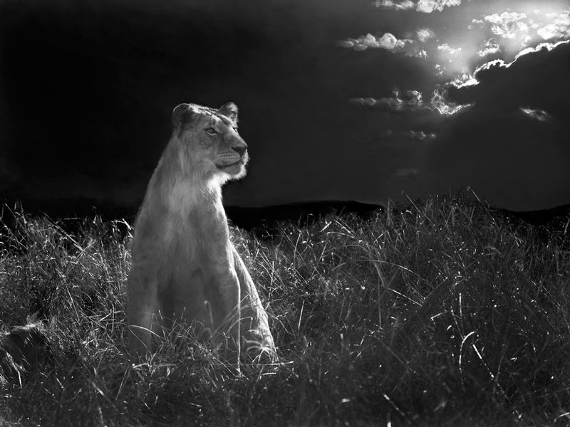 Lion Sitting in Moonlight BW.jpg :: Young male lion looking out during early evening with full moon.